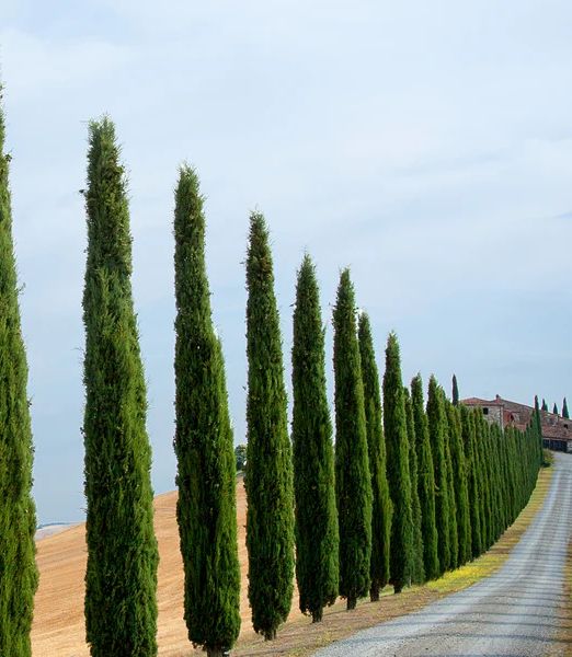 Cupressus sempervirens 'Totem Pole'